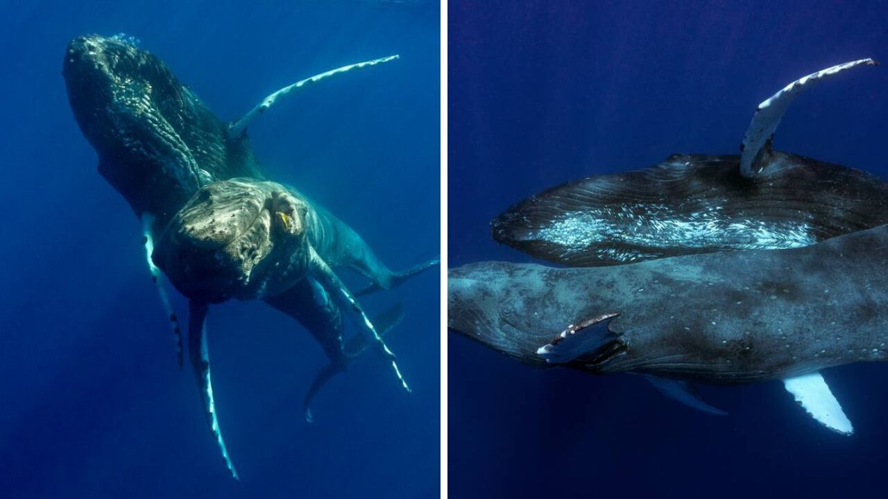 Acto sexual entre ballenas jorobadas macho. (Foto: Lyle Krannichfeld y Brandi Romano)