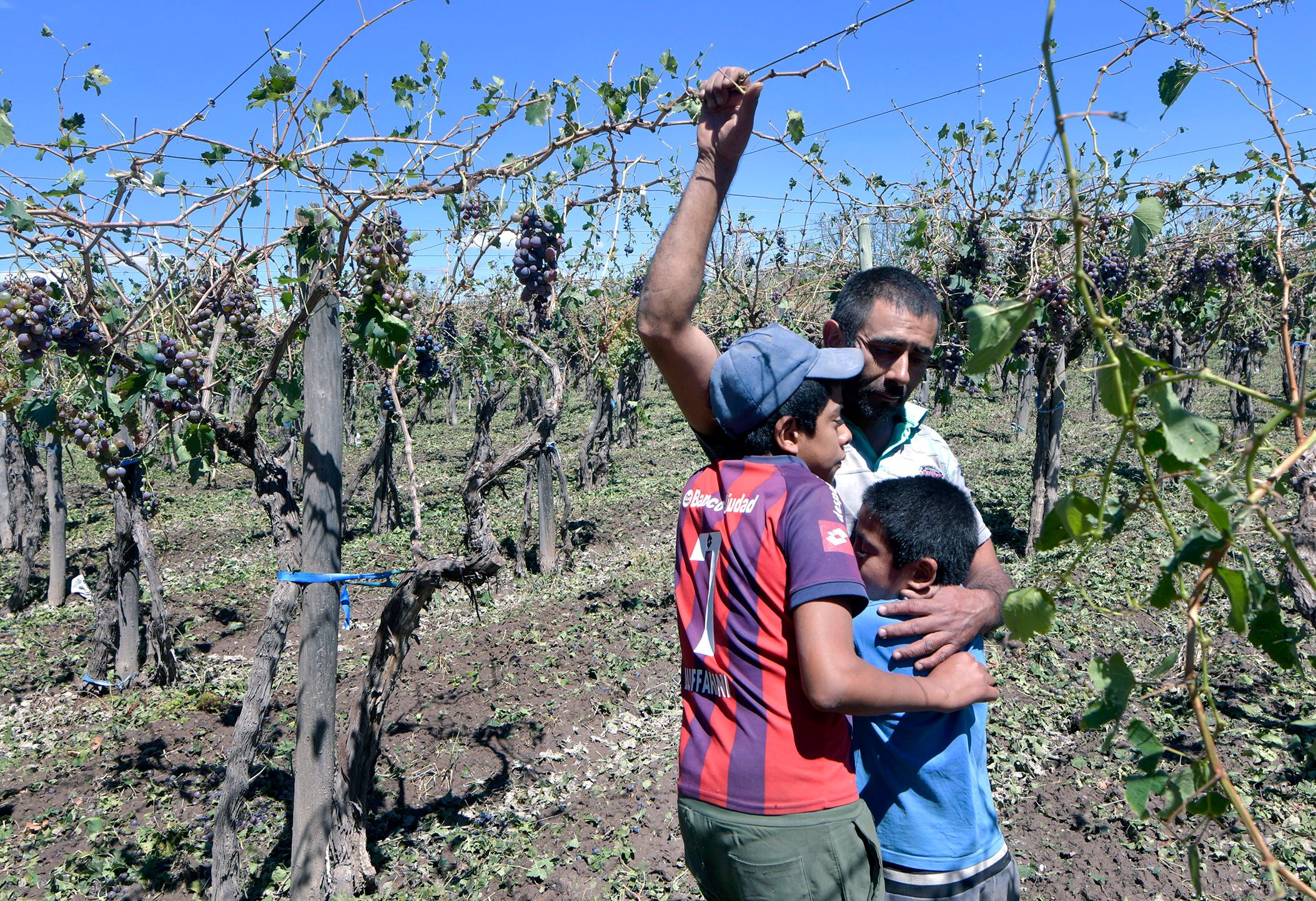 24 Febrero 2022 Mendoza Sociedad
Es un día de gran tristeza para el productor mendocino, especialmente para quienes han perdido todo el trabajo de un año en su tierra. En tan solo unas horas, las piedras arrasaron con la vid, olivo, floricultura y hortaliza que se plantó y cuidó los últimos 12 meses por miles de trabajadores.
En la foto, el contratista de Buen Orden, Departamento San Martín, Javier Méndez (43) perdió la cosecha de uvas 


Foto: Orlando Pelichotti / Los Andes