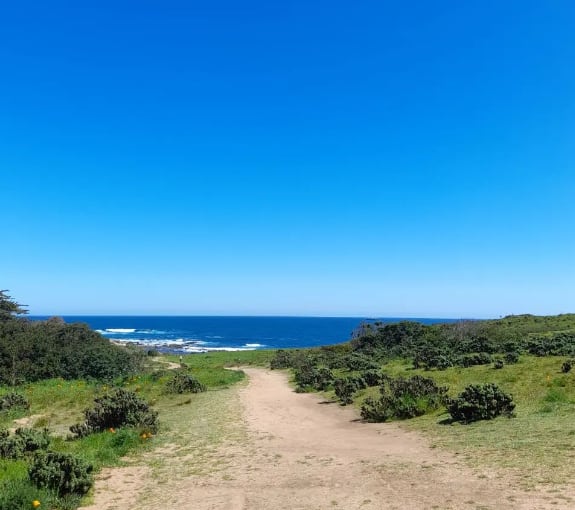 Canelo y Canelillo, la bahía chilena ubicada a 90 minutos de Reñaca con bosques y aguas cristalinas. Foto: Instagram @ecoturismo.algarrobo