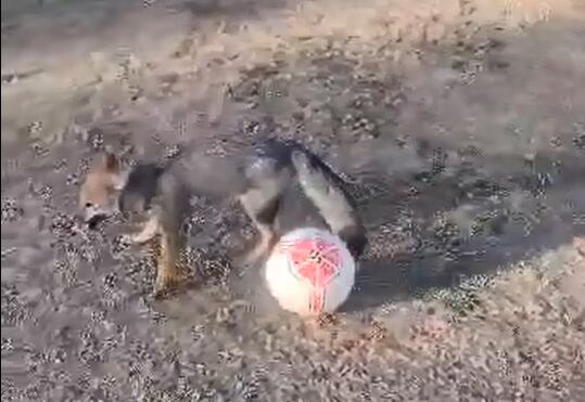 Un zorrito de San Rafael se anima a jugar al fútbol y demustra su talento con la redonda. Foto: Captura Video Jorge Contreras.