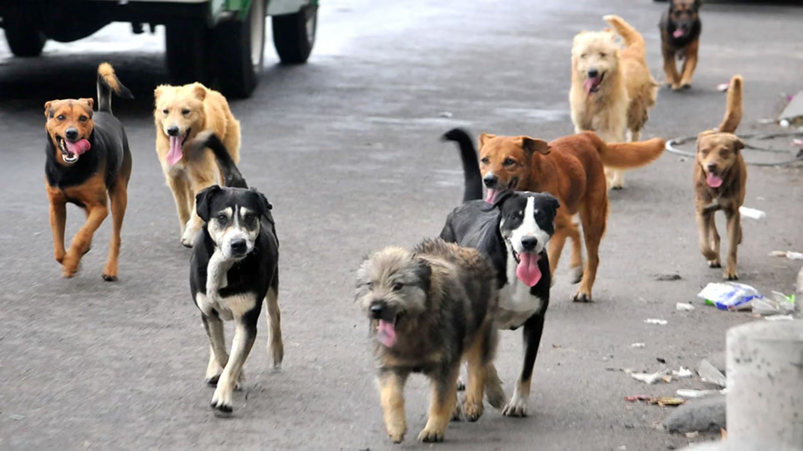 Turquía presentó un proyecto para sacrificar a más de 4 millones de perro en situación de calle.