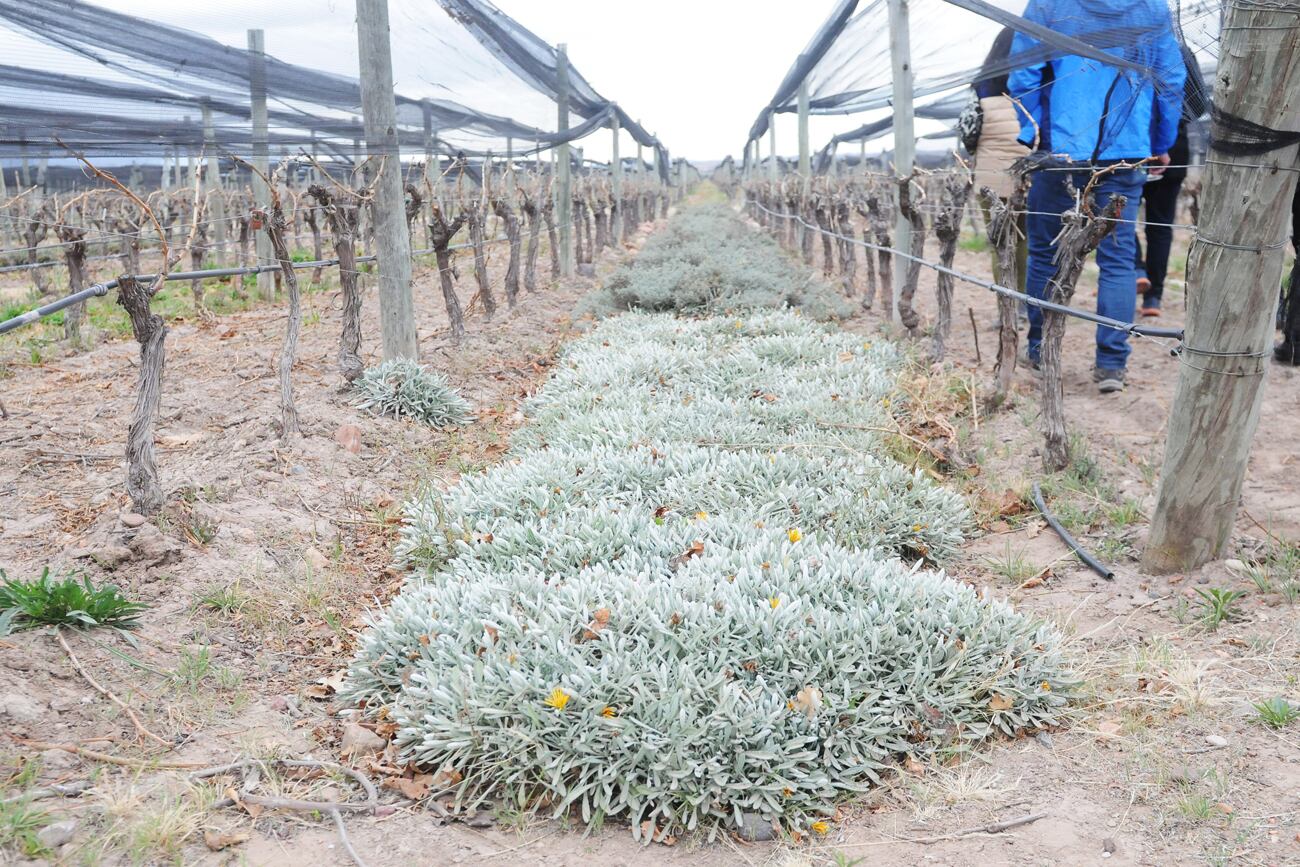 Plantas que protegen el suelo.