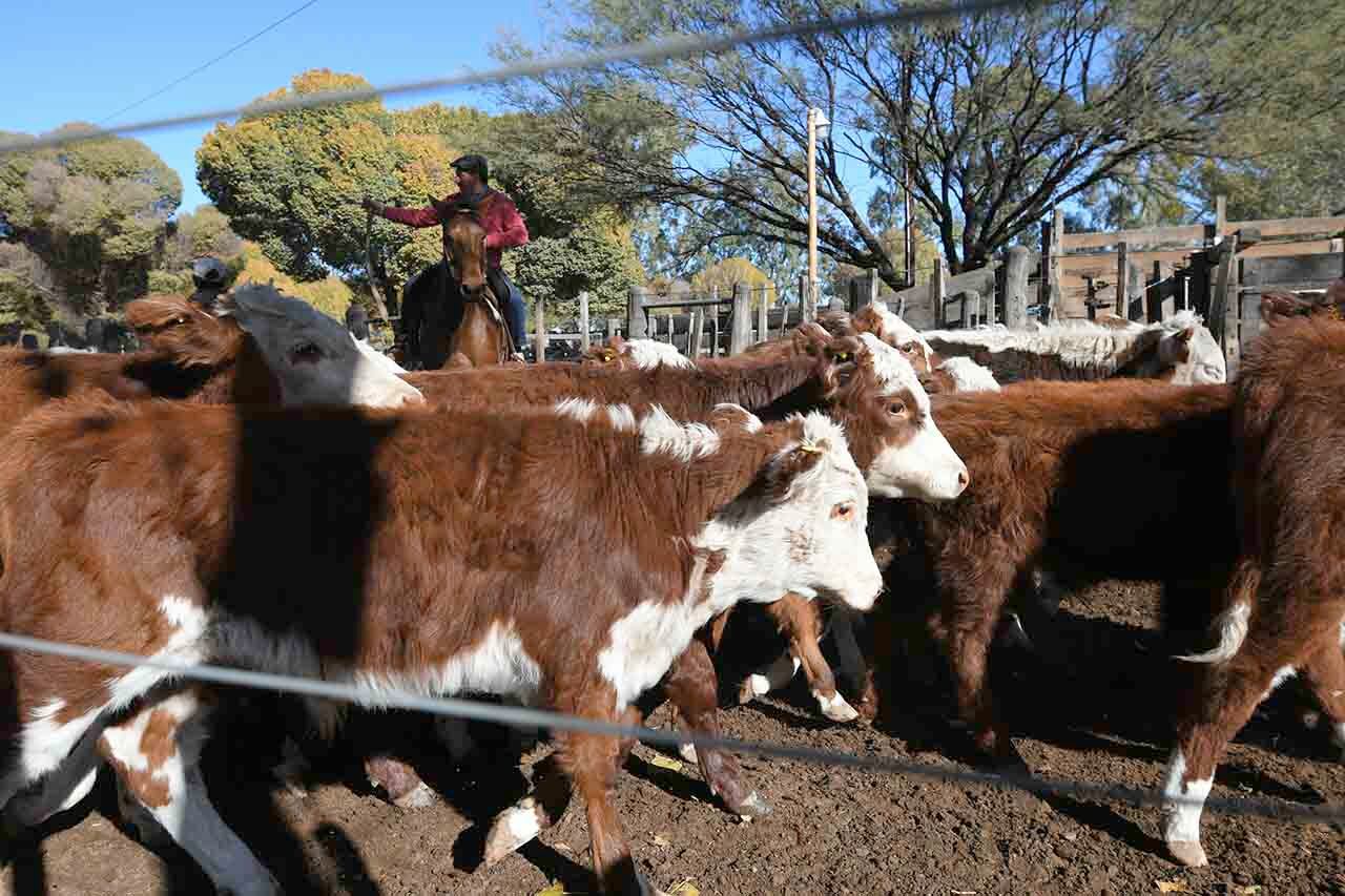 Empresarios ganaderos impulsaron un plan agrícola para su crecimiento. Imagen: Ignacio Blanco / Los Andes