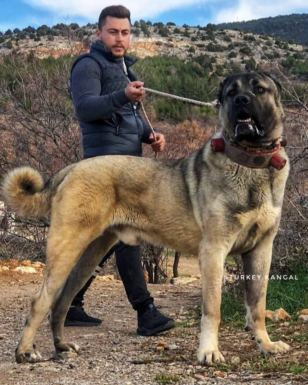 Kangal, originario de Turquía