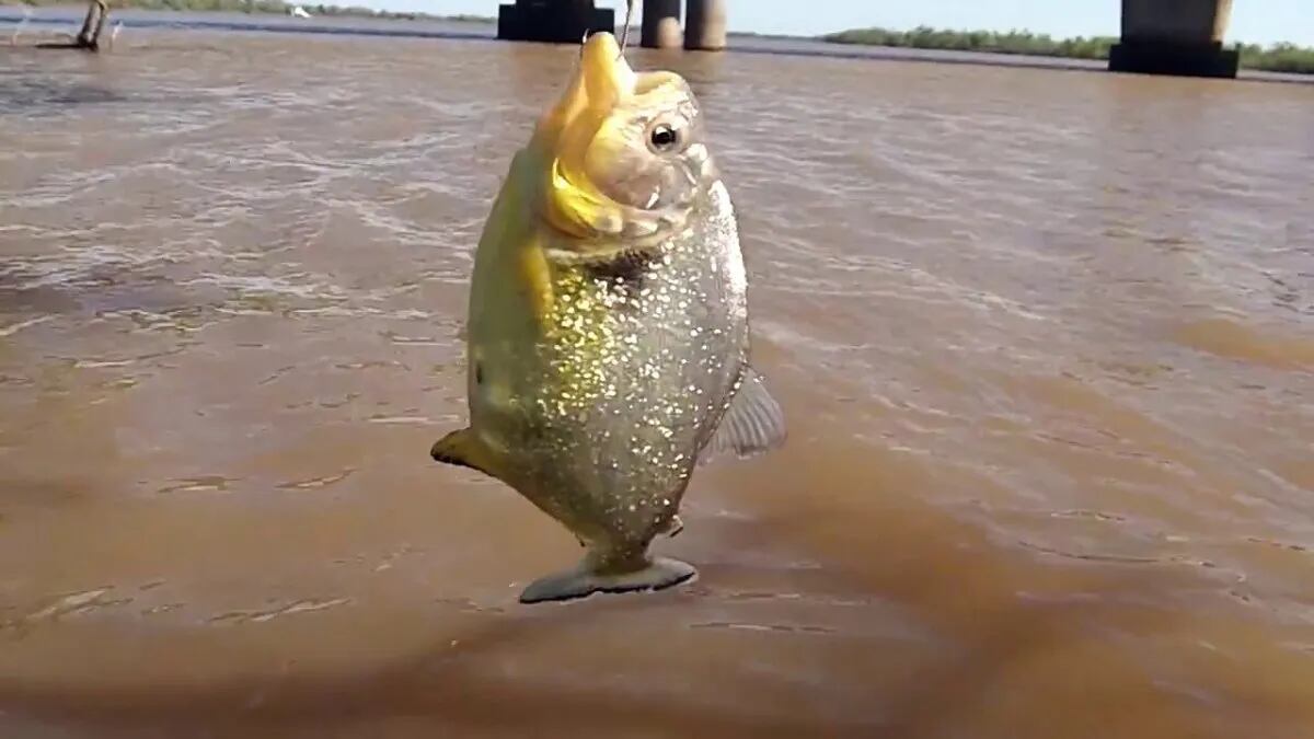 El gobierno de la provincia de Santa Fe emitió un alerta por los ataques de las palometas. Foto: Aire Digital