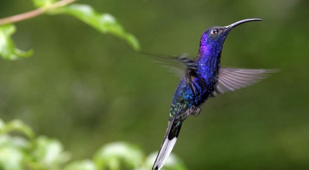 COLIBRÍ. Imagen ilustrativa (AP/Kent Gilbert/Archivo).