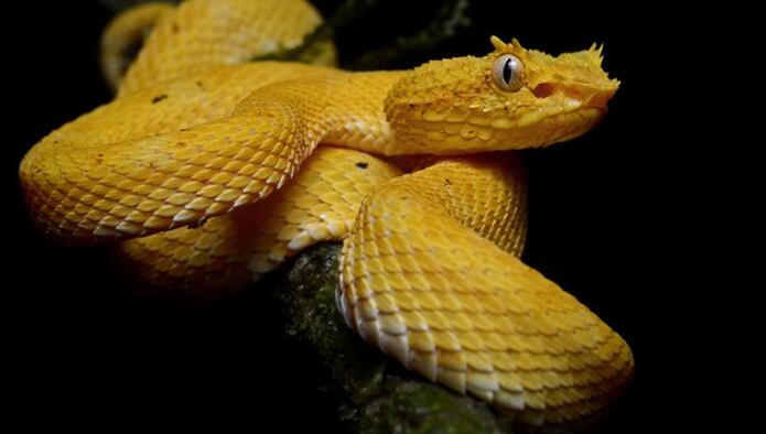 Bothrops insularis, una serpiente de color marrón amarillento que puede medir hasta 70 centímetros