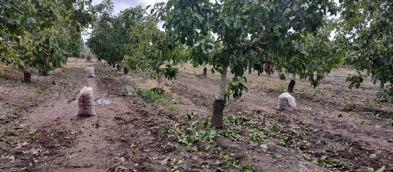 Recuperaron más de 200 kilos de nueces robadas y detuvieron a seis sospechosos en Tupungato