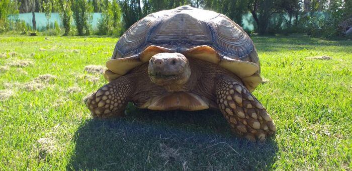 “Se les escapó la tortuga”: luego del ejemplar gigante encontrado en San Rafael, buscan a dos más en Mendoza. Foto: Prensa Secretaría de Ambiente de Mendoza.