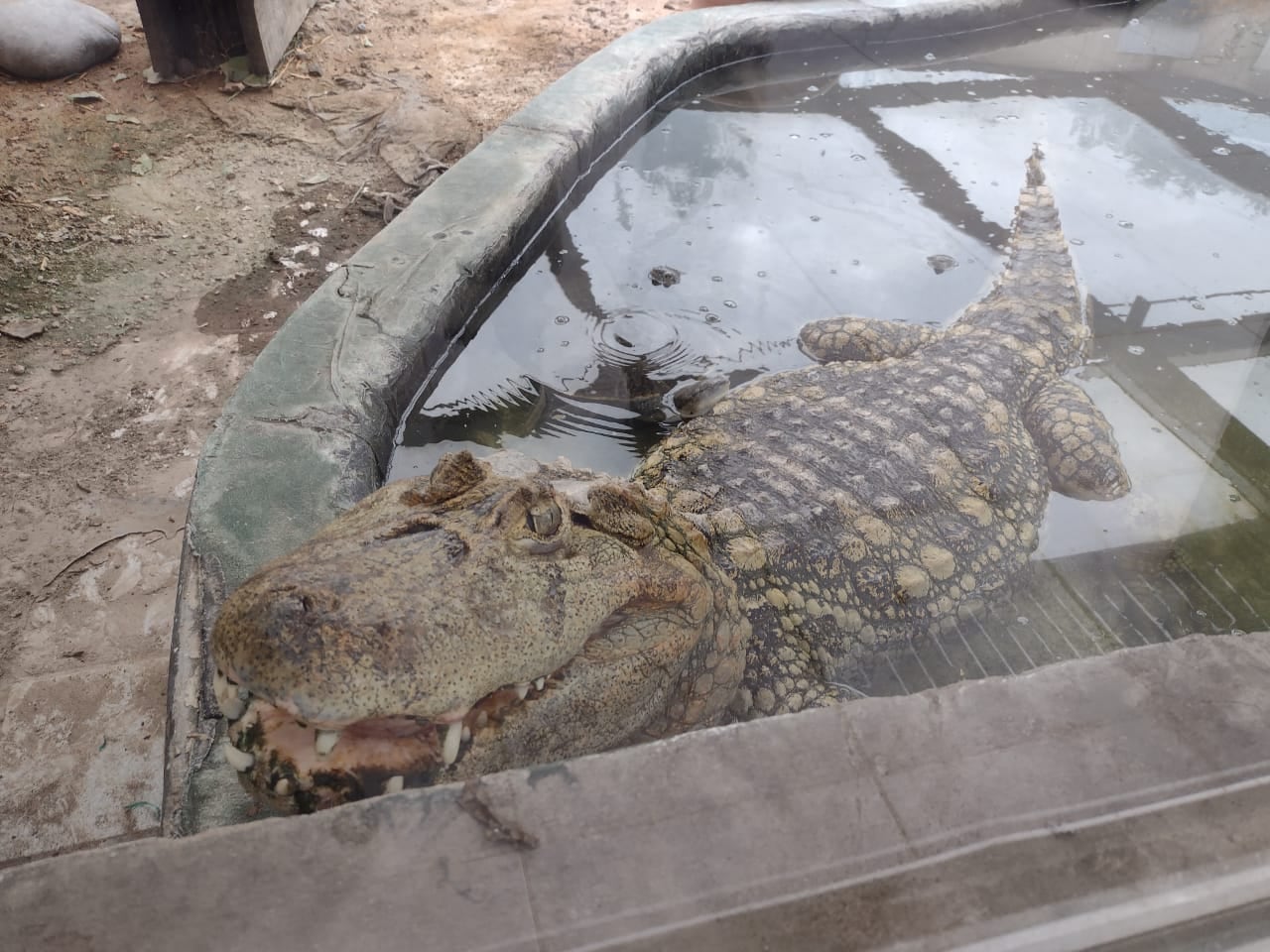 Se realizó el traslado de un yacaré y tortugas desde la Ciudad de Mendoza a Santa Fe