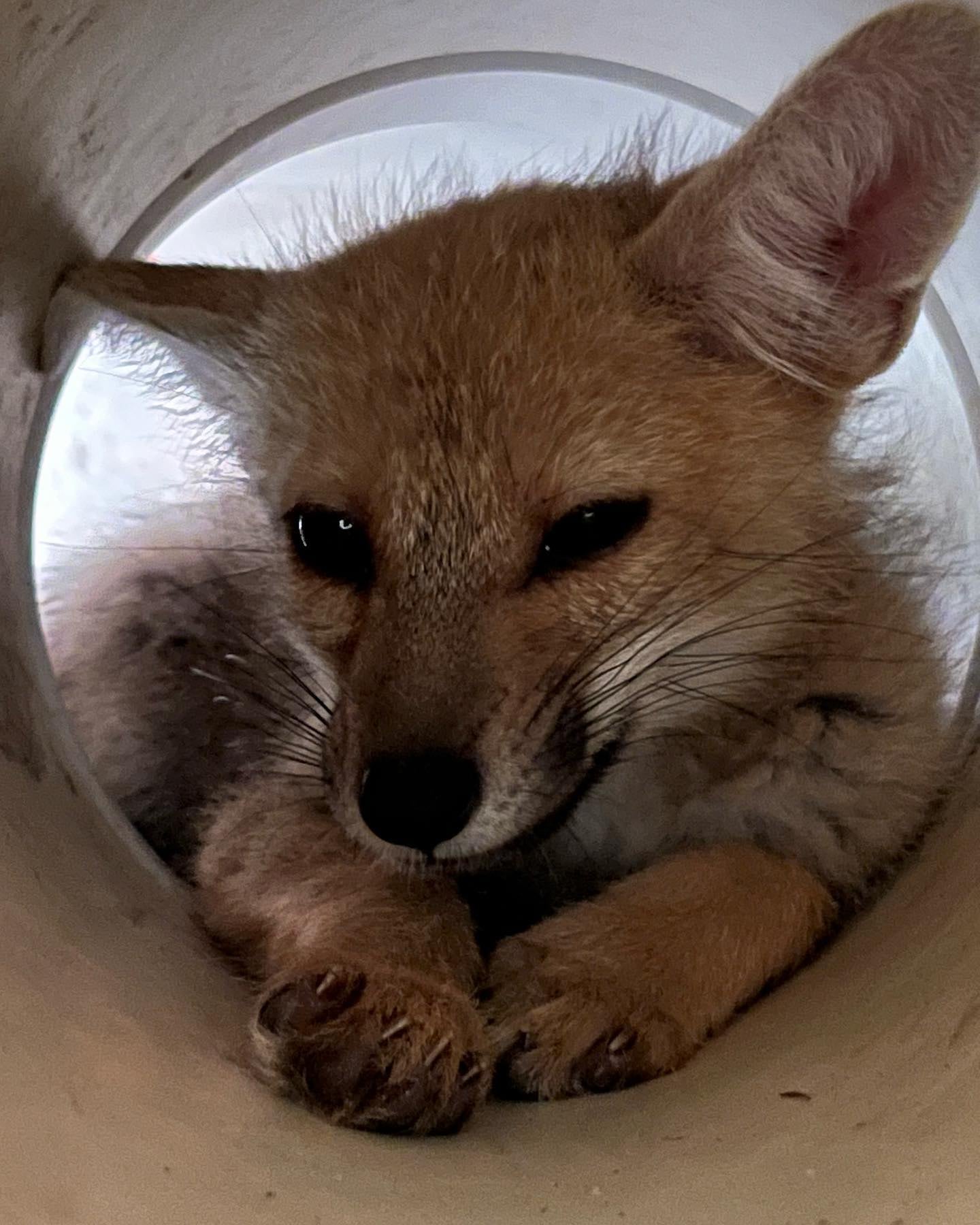 Zorros grises rescatados en Temaikèn - Foto Fundación Temaikèn