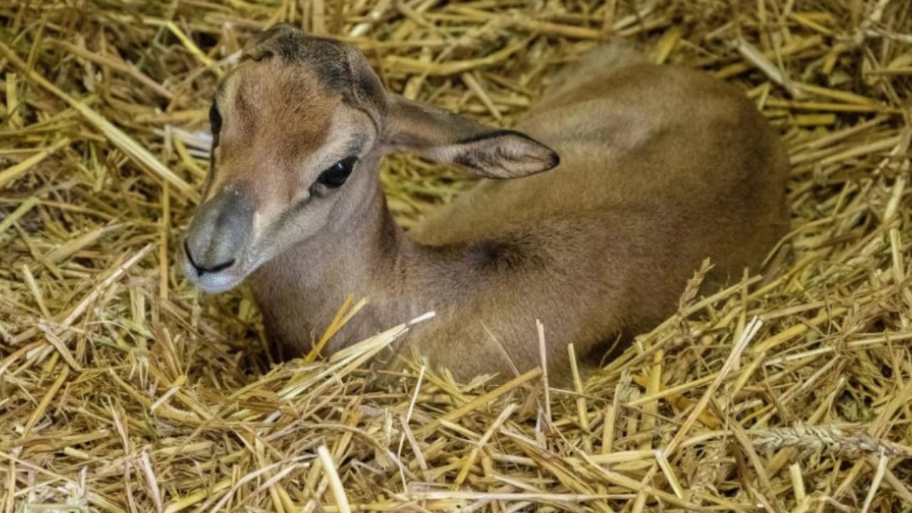 Una cría de gacela en el Zoológico de París. Foto: MNHN - Parc Zoologique de Paris.