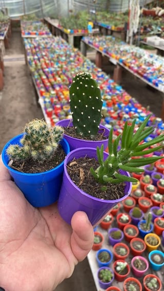 Esto significa soñar con cactus