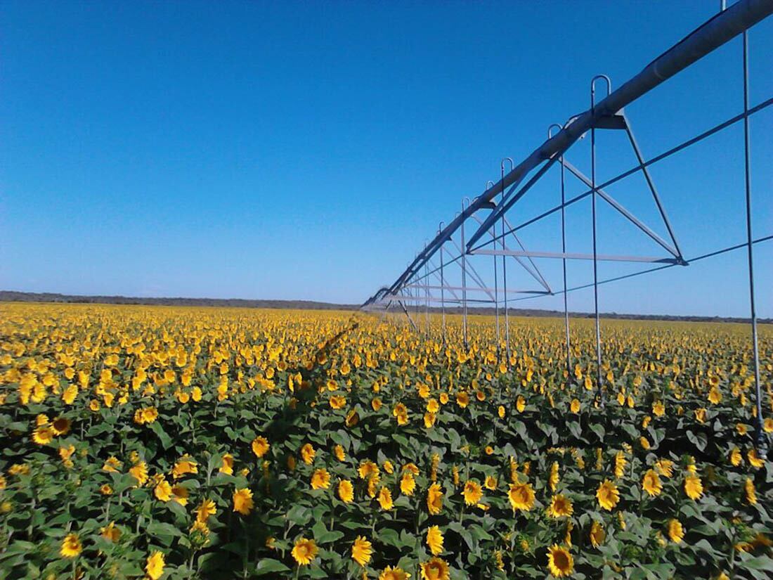 El Girasol Híbrido, uno de los cultivos en los que se trabaja en Santa Rosa.