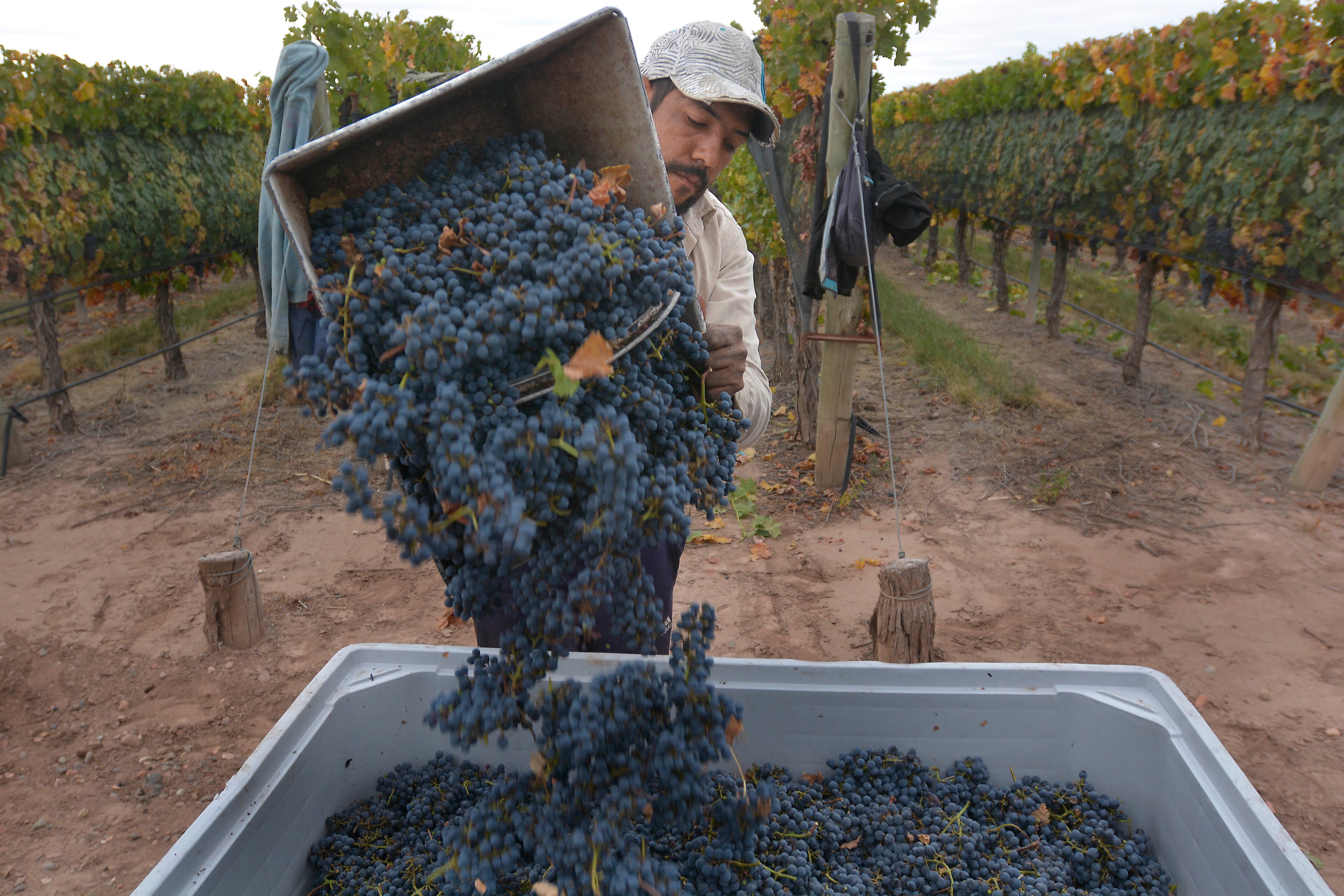 Es posible que haya un repunte en el vino.