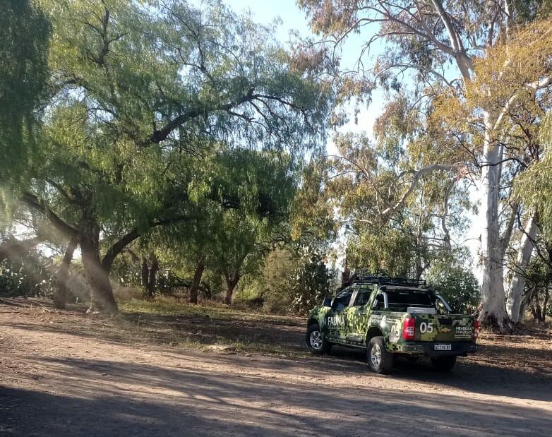 Sintió ruidos, se asomó y vio a un puma en el patio: aclaran que es algo común, qué hacer y qué no. Foto: Gentileza Departamento de Fauna Silvestre de Mendoza.