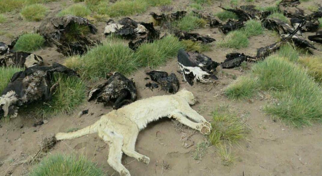 Los cóndores y un puma fueron hallados envenenados en la localidad de Los Molles, Malargüe. (Facebook Programa Conservación Cóndor Andino)