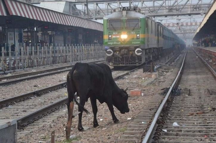 Es común encontrarse con ganado vacuno en las vías de la India. Foto: India Times