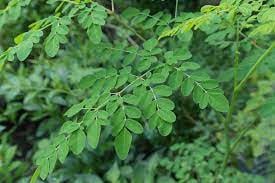 Moringa, la planta que aporta todos los nutrientes.