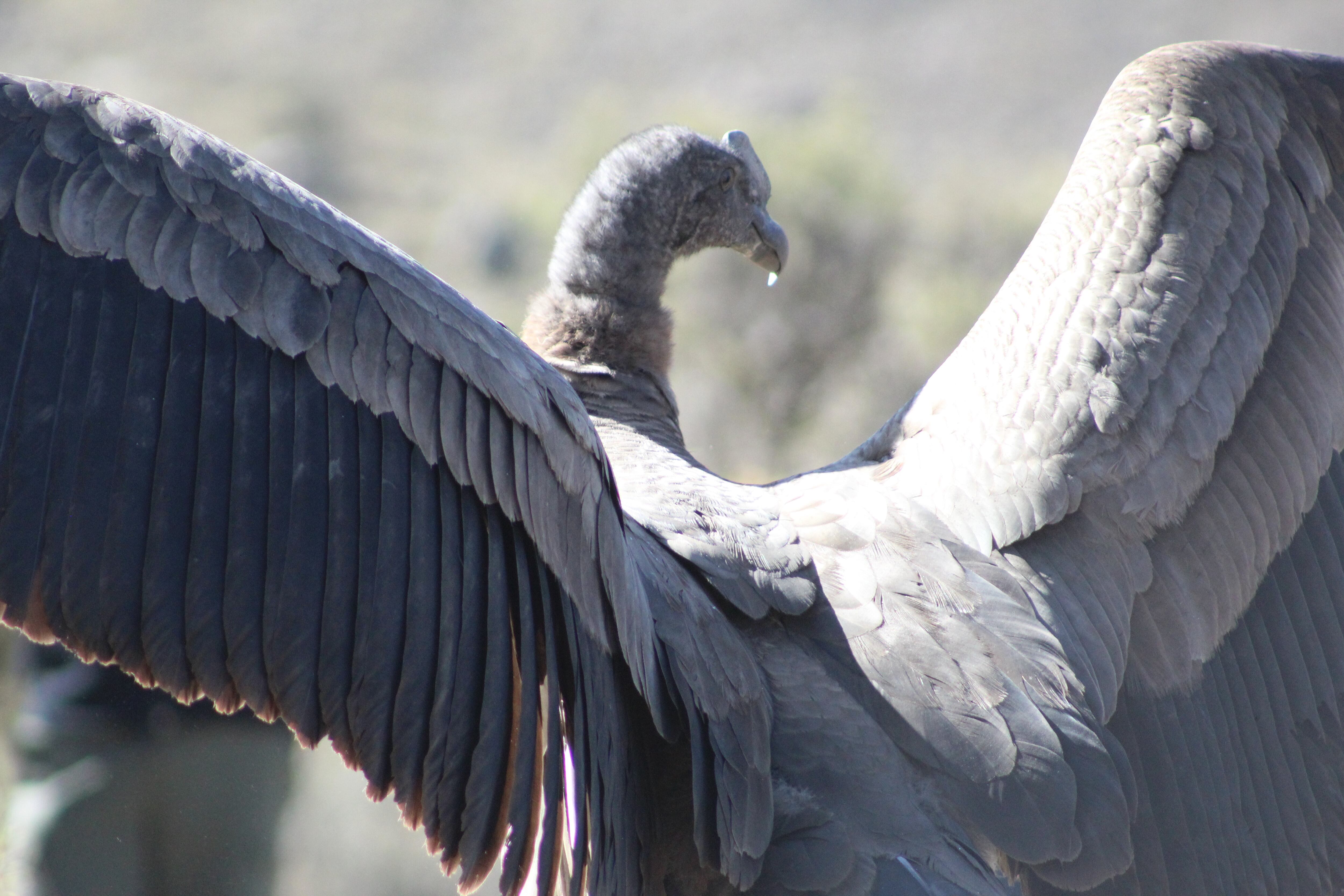 Impactantes fotos: así fue la emotiva liberación del cóndor Tupun Catu en el Cordón del Plata. Foto: Gentileza: Martín García (Departamento de Fauna Silvestre de Mendoza).