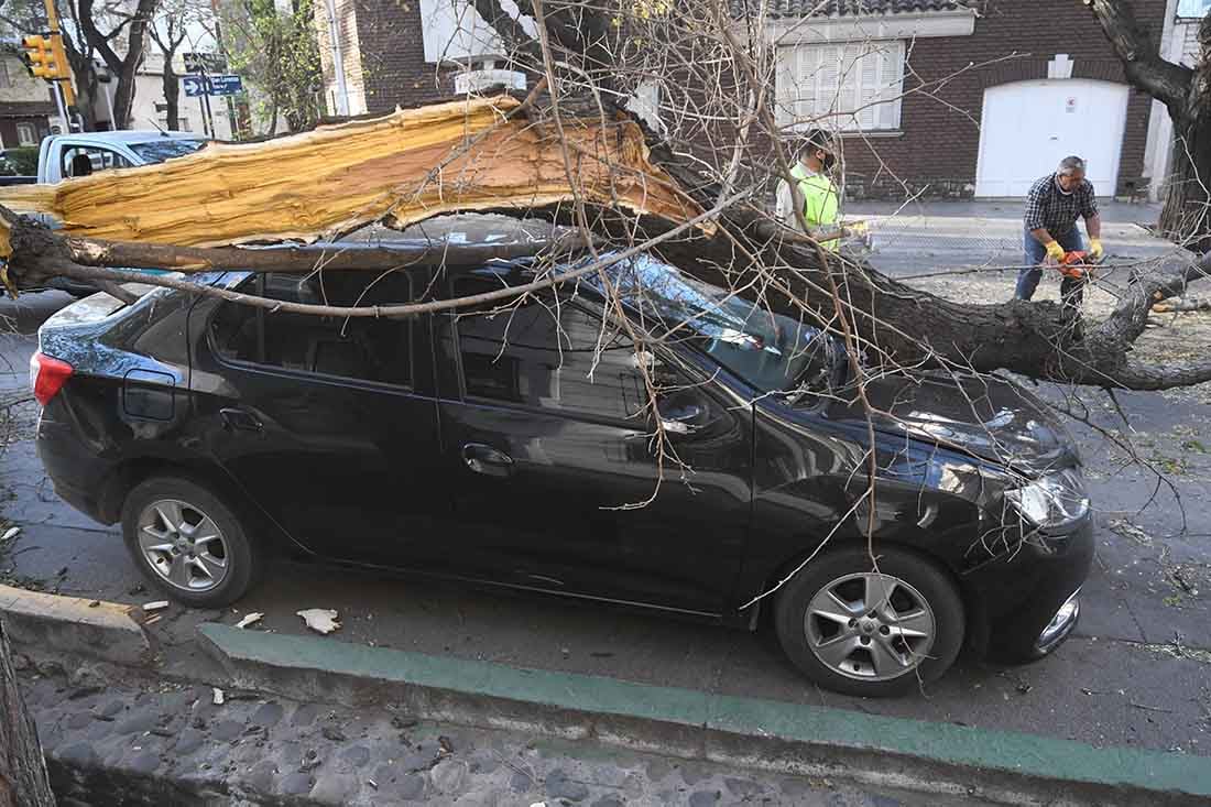 Fuertes ráfagas de viento Zonda por la tarde en Mendoza.
Un arbol cayó sobre un automovil en la esquina de San Lorenzo y Mitre de Ciudad.
Foto: José Gutierrez