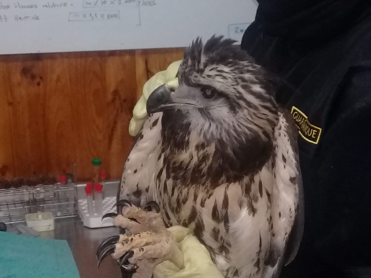 "Casi me pongo a llorar cuando me enteré que era una especie en peligro de extinción", se sinceró el vecino que la rescató. Foto: Gentileza. 