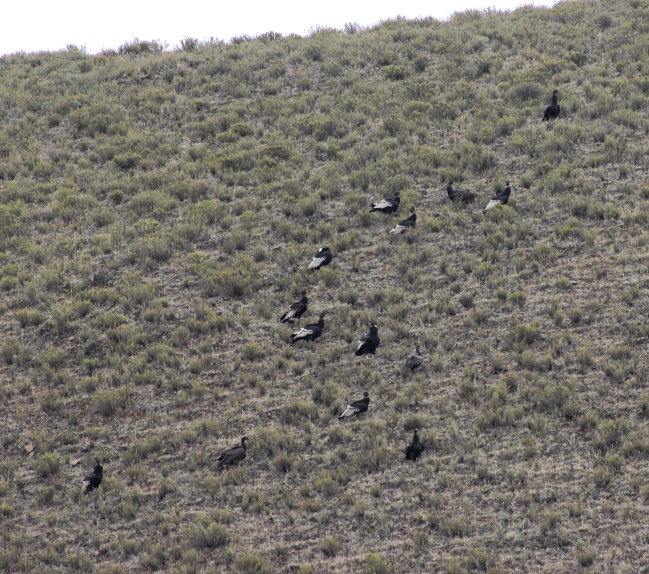 Majestuoso: fotos y videos de más de 100 cóndores juntos en Tupungato volando a baja altura. Foto: Gentileza Eduardo Furlán (SOS Acción Salvaje)