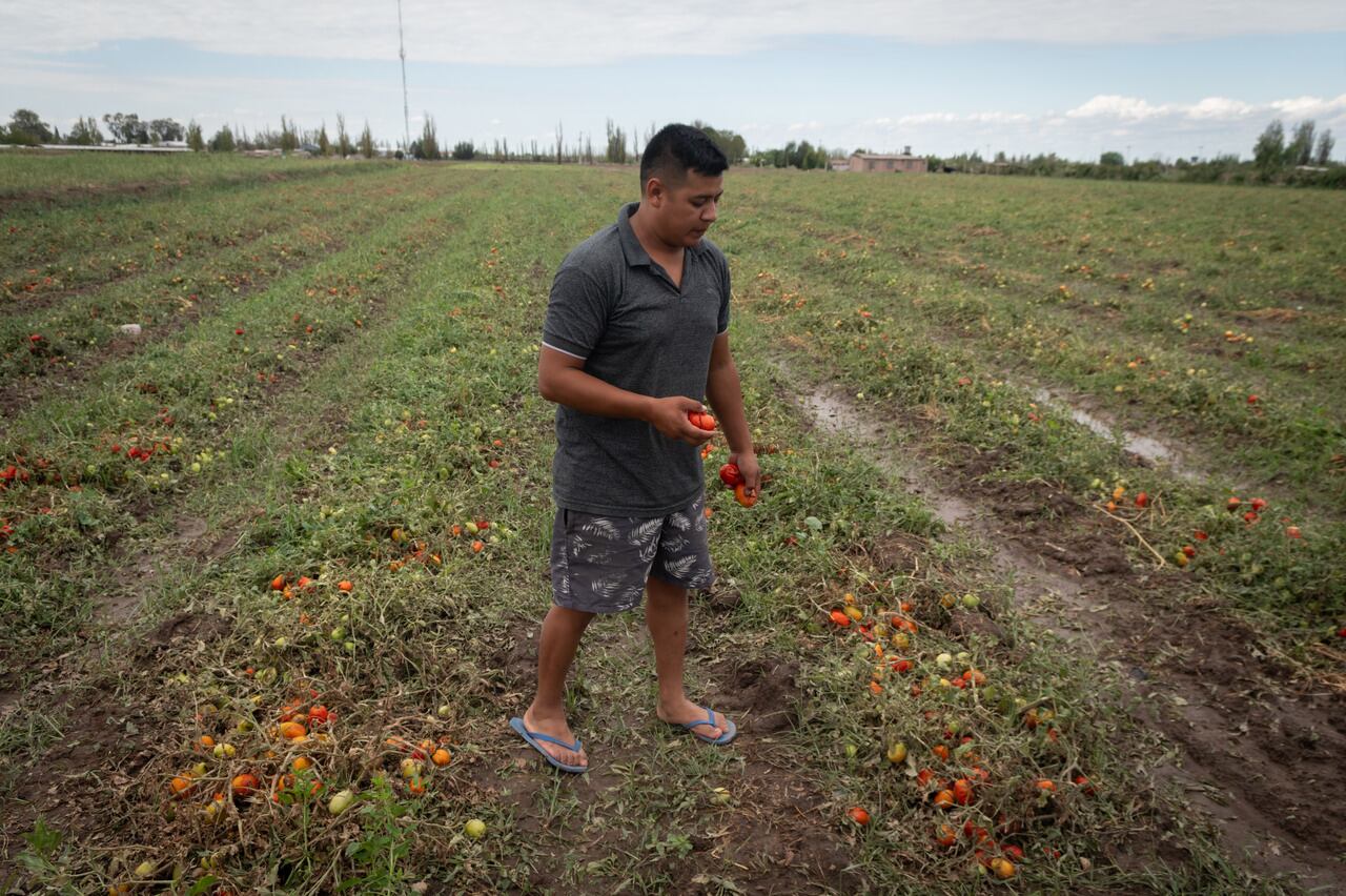 Elia Polo camina sobre lo que fue una plantación de tomates. | Foto: Ignacio Blanco / Los Andes 
