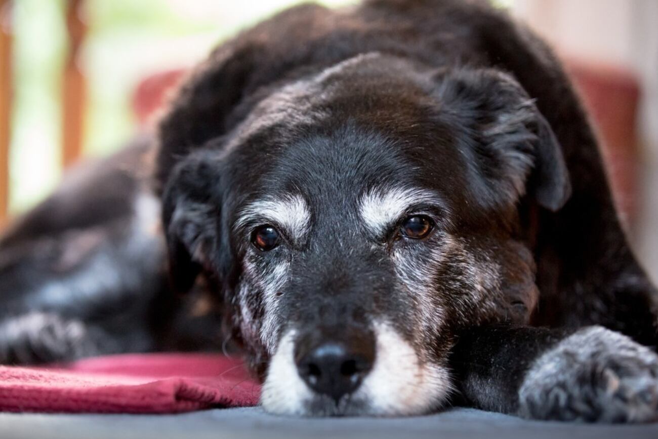 Los callos y el pelo blanco son señales de la vejez de un perro