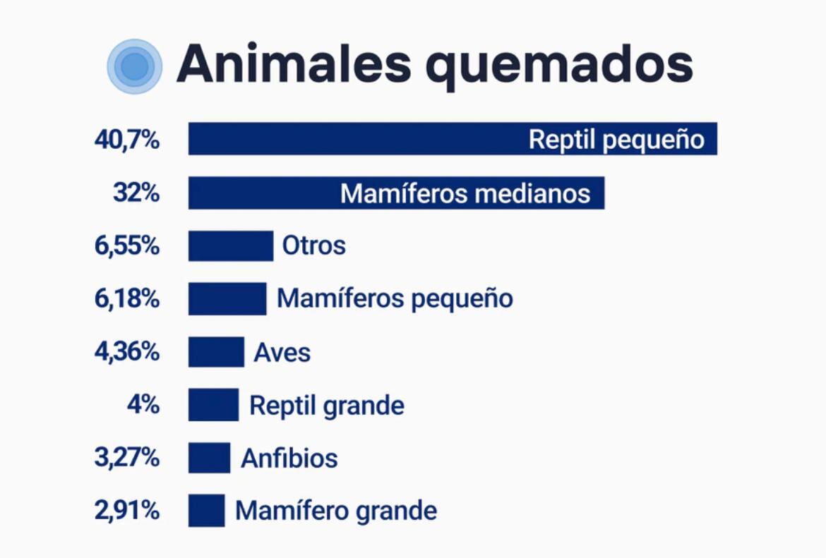 Porcentaje de animales quemados en los incendios. Foto: gentileza TN.