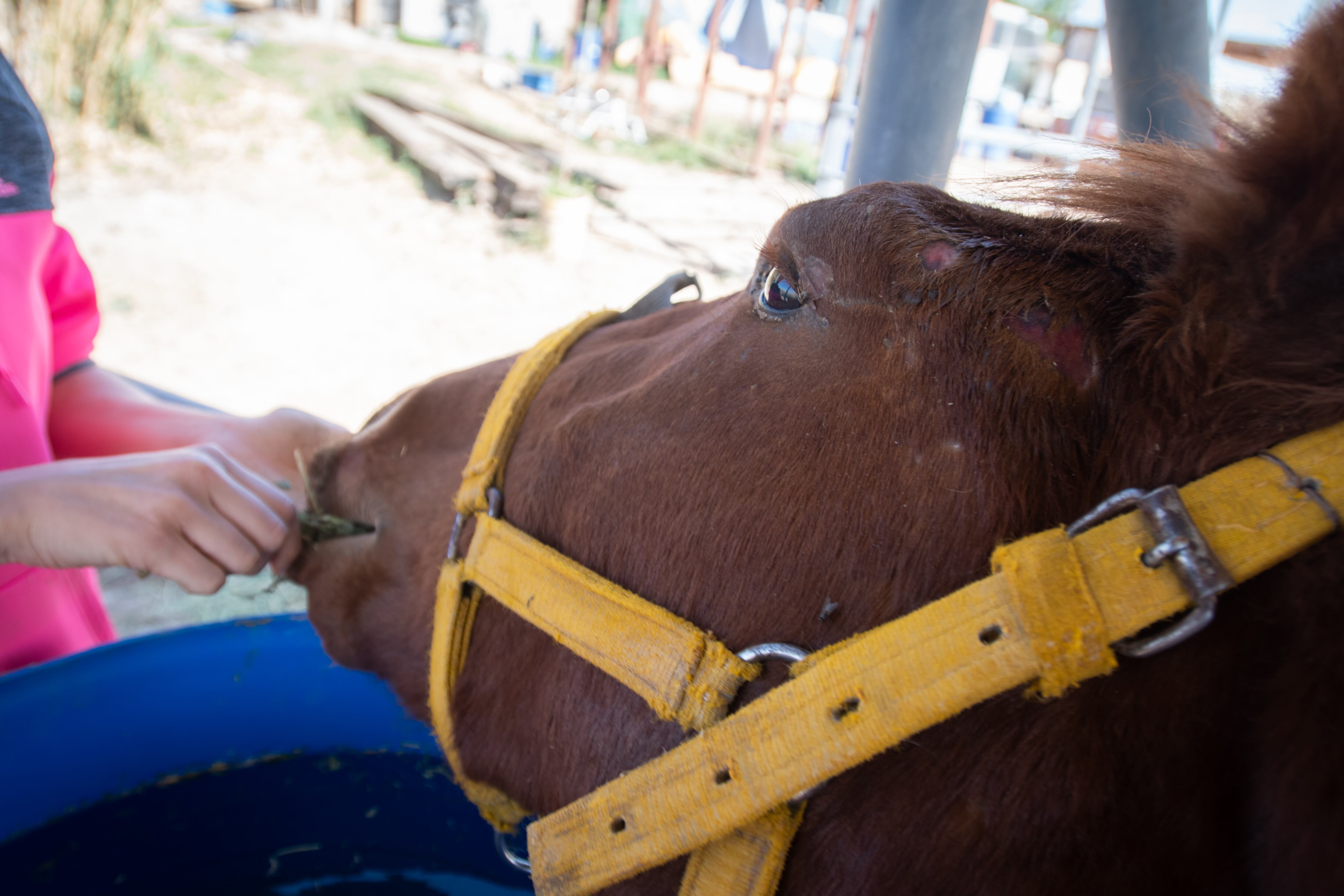 Los caballos rescatados están en gravísimo estado de salud.