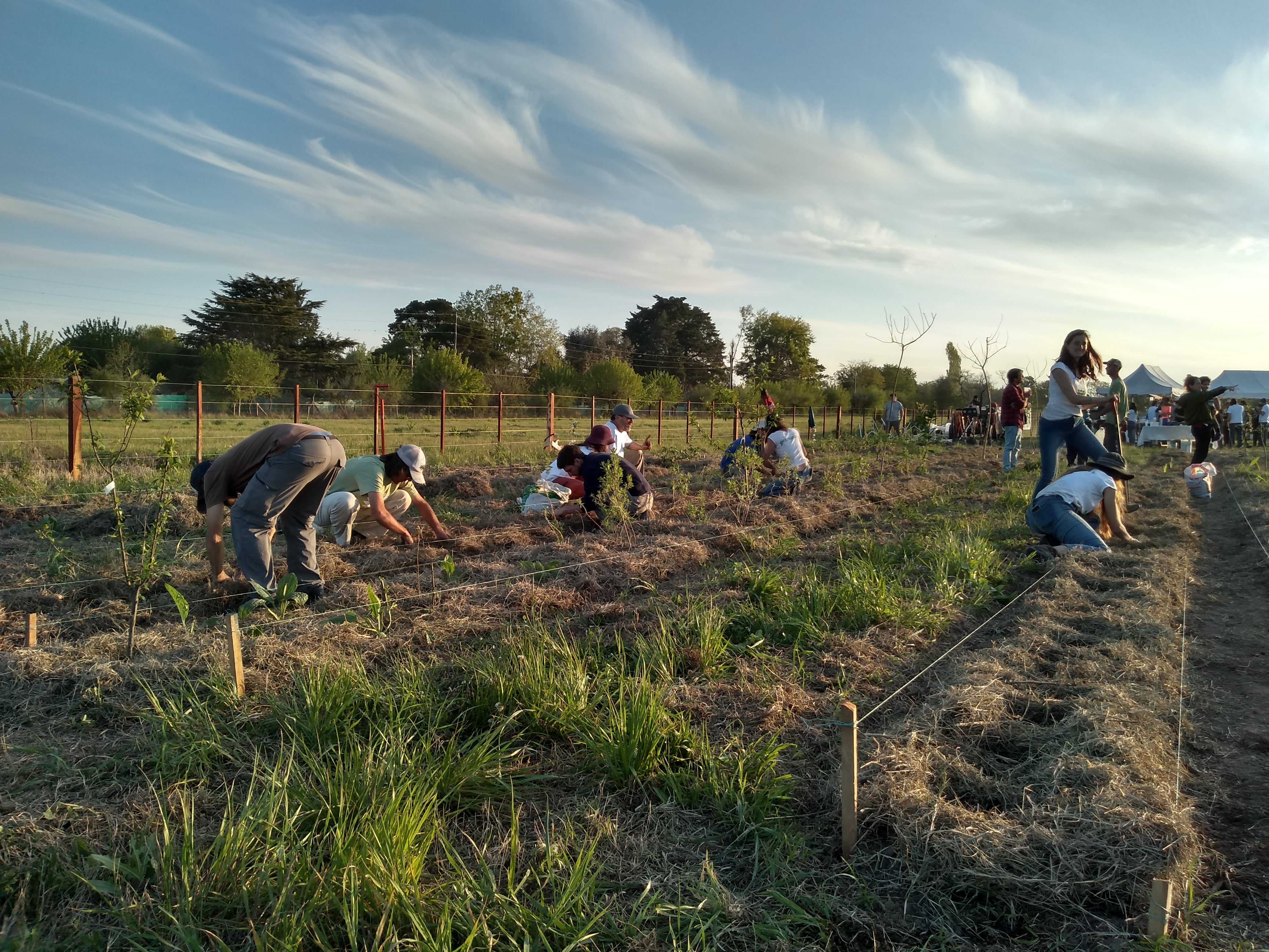 Crearon un módulo experimental y demostrativo de un Sistema Agroforestal