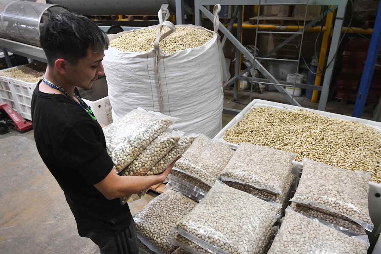 Lucas trabajando en la clasificación de pistachos en la empresa de Pedro Arru, productor y procesador de pistachos en Guaymallén. Foto: José Gutierrez / Los Andes
