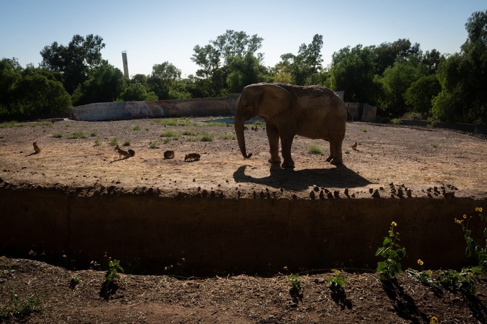 La elefanta Kenya se “acerca” a Pocha y Guille: ya preparan su traslado al Santuario de Brasil. Foto: Ignacio Blanco / Los Andes.