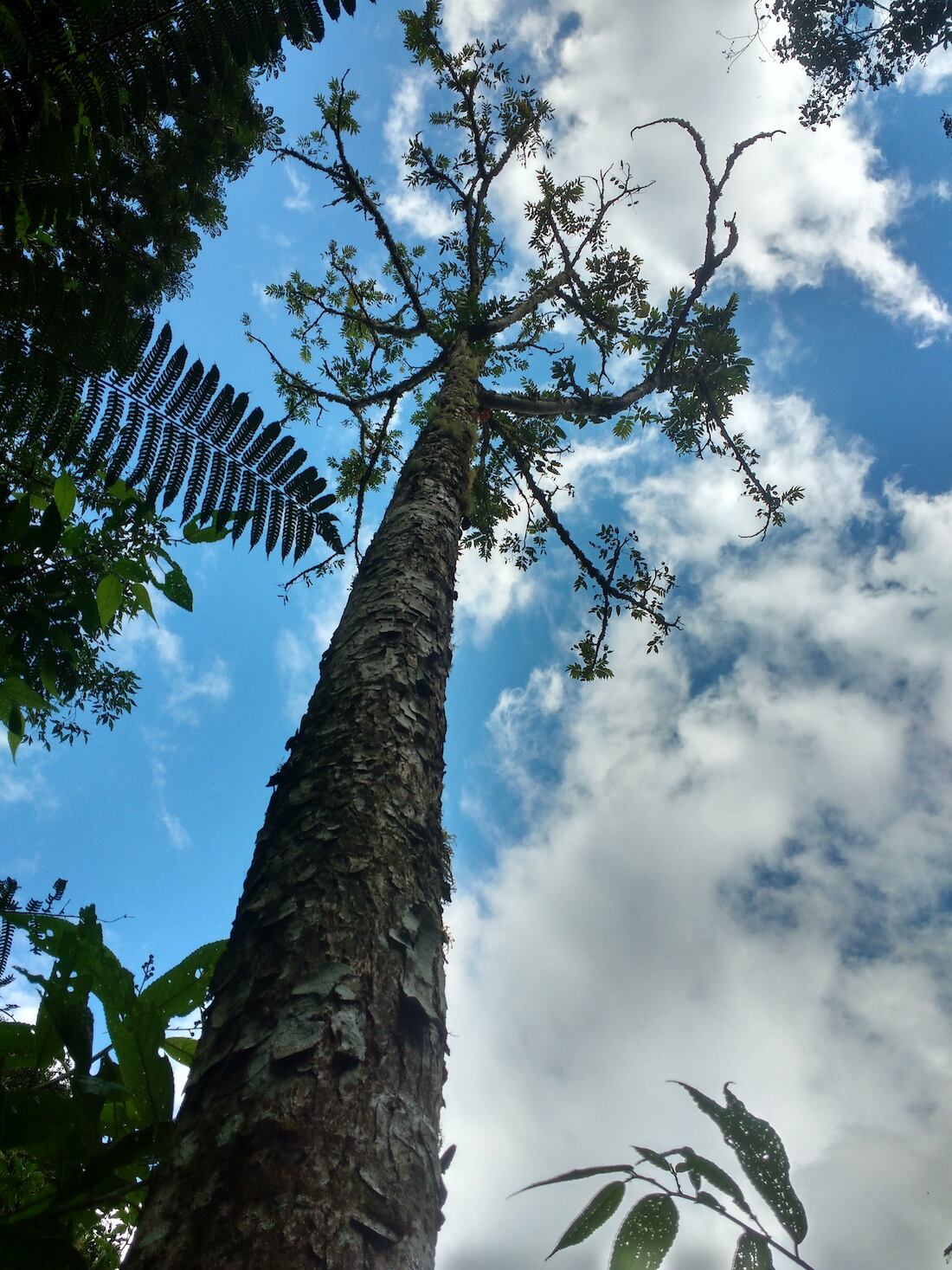 Ejemplar de cedro (Cedrela sp.), especie representativa de los bosques de América del Sur.