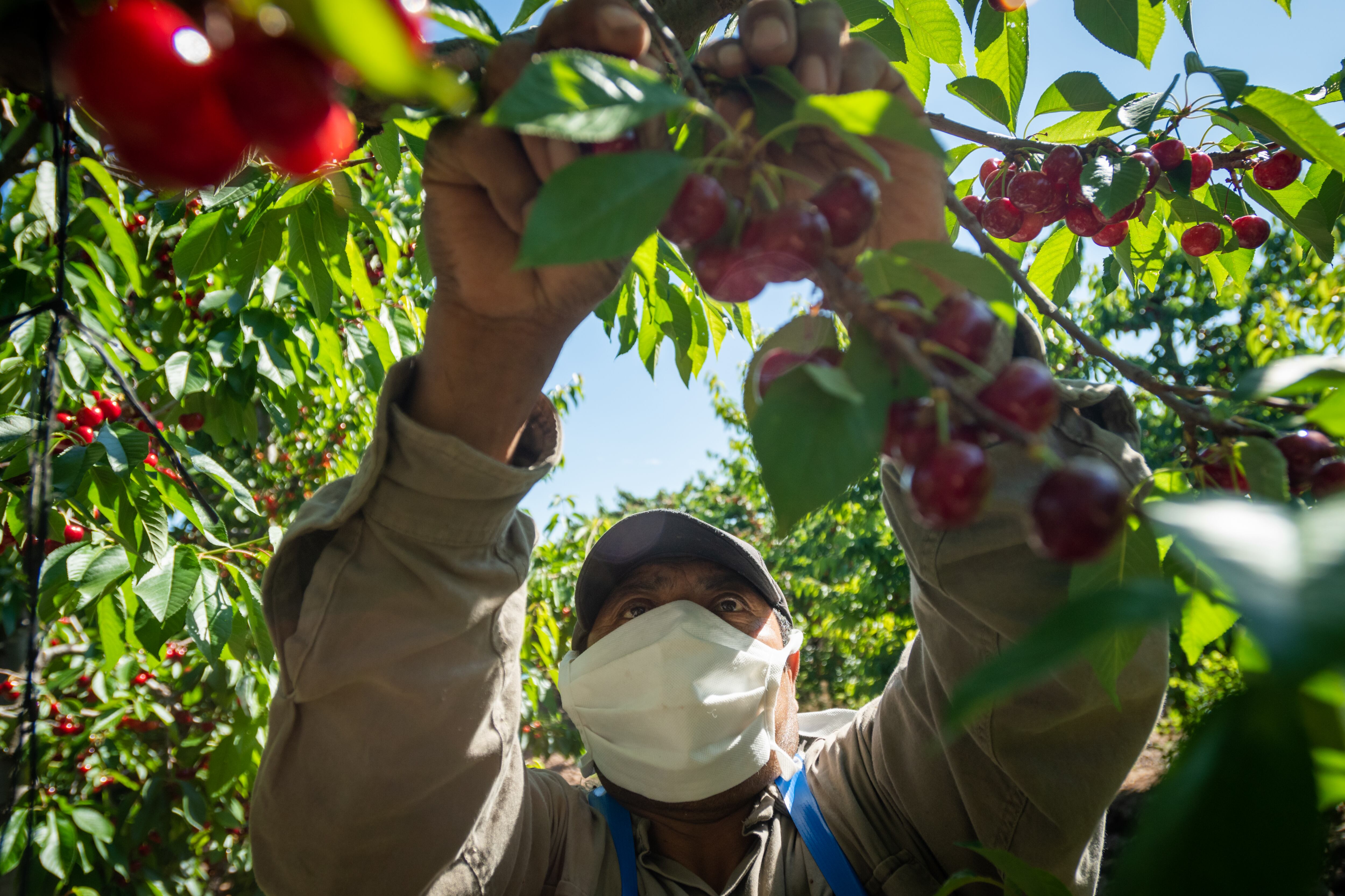 La cereza es la fruta que inaugura la temporada de cosecha en Mendoza.