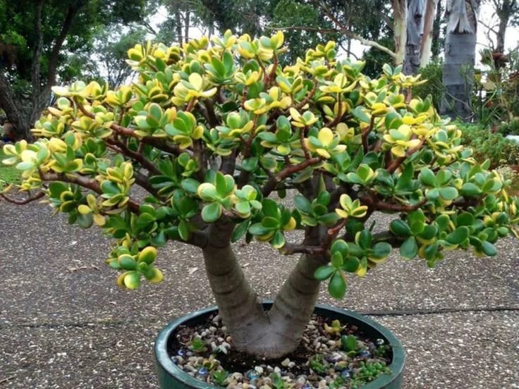 El Árbol de Jade, conocido científicamente como Crassula ovata, es una planta suculenta originaria de Sudáfrica.