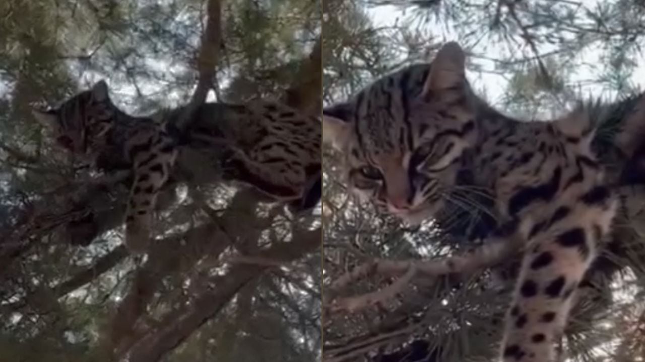 El gato se había refugiado sobre un árbol.