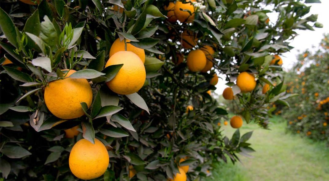 NARANJAS. Frutas cultivadas en Entre Ríos (Ministerio de Agroindustria)