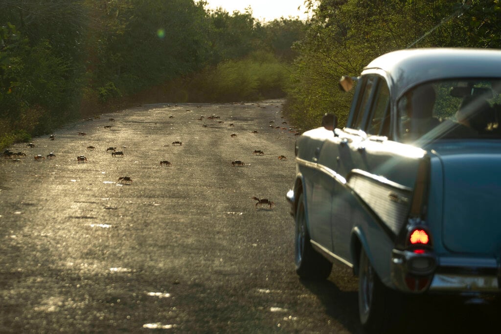 Una pareja conduce un automóvil estadounidense antiguo por una carretera llena de cangrejos que huyen en Girón, Cuba, el sábado 9 de abril de 2022. Millones de cangrejos emergen al comienzo de las lluvias primaverales y emprenden un viaje hacia las aguas de Bahía de Cochinos en una migración anual de desove. (Foto AP/Ramón Espinosa)