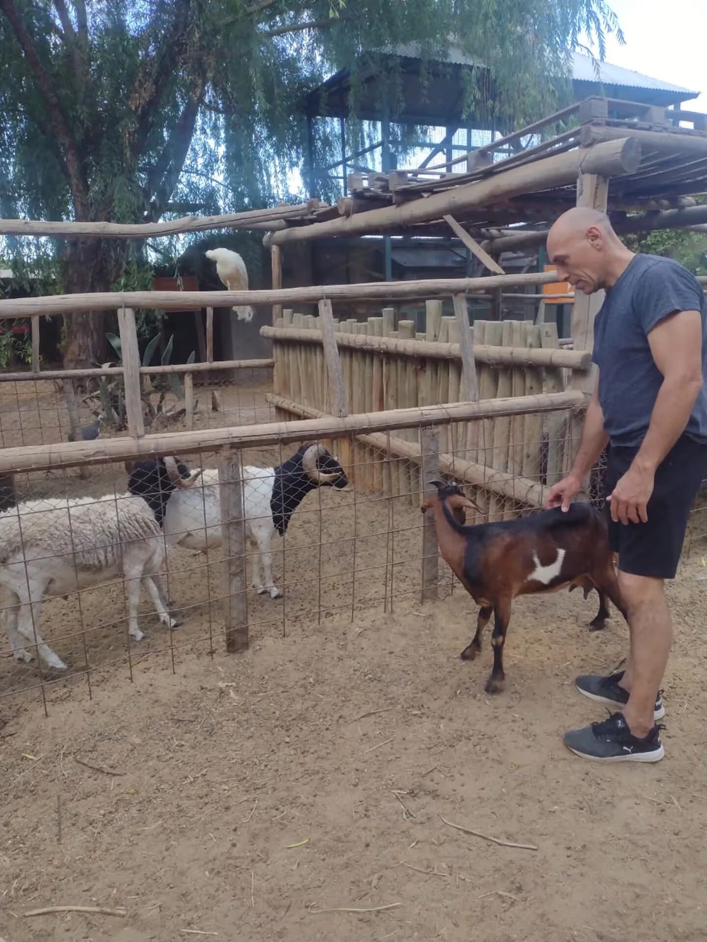 Eloisa se mudó a la granja de un veterinario - Foto TN