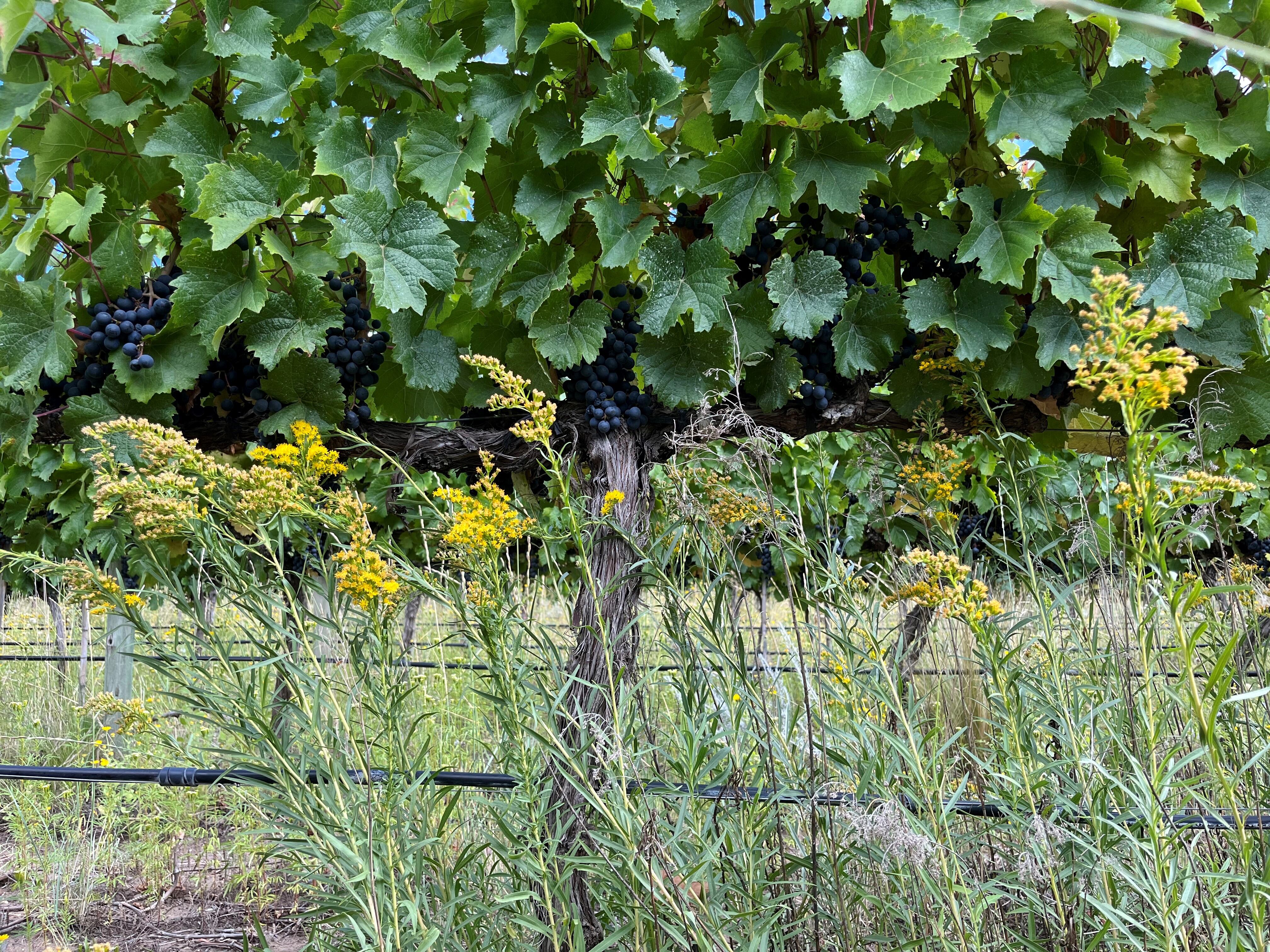 El Espinillo, viñedo con manejo organico y regenerativo, sin movimiento de suelo.