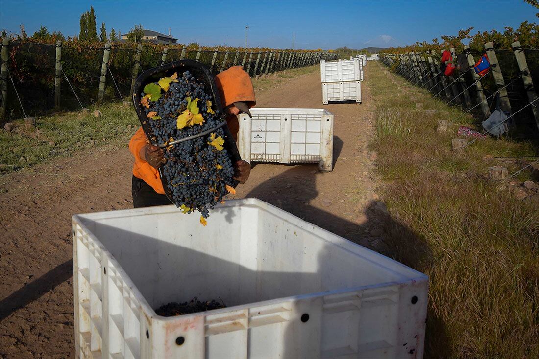 Cosecha de Malbec en Finca Argento en Alto Agrelo  