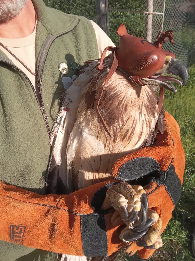 Un perro encontró a un animal moribundo y descubrieron que se trataba de una especie en peligro de extinción. Foto: Gentileza Fauna SIlvestre