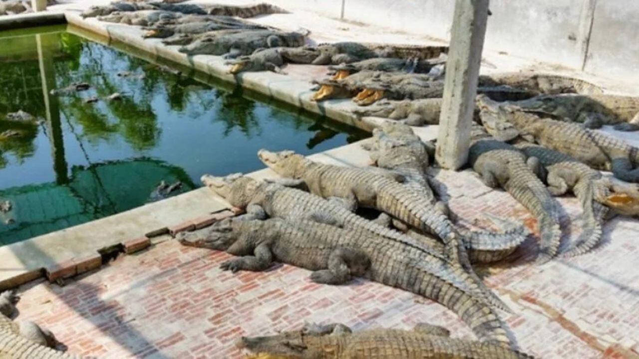 Los restos del hombre quedaron despedazados por los mordiscos de los animales. Foto: Clarín.