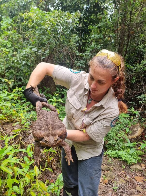 Kylee Gray muestra el sapo de caña gigante encontrado durante una patrulla. Foto: Gentileza