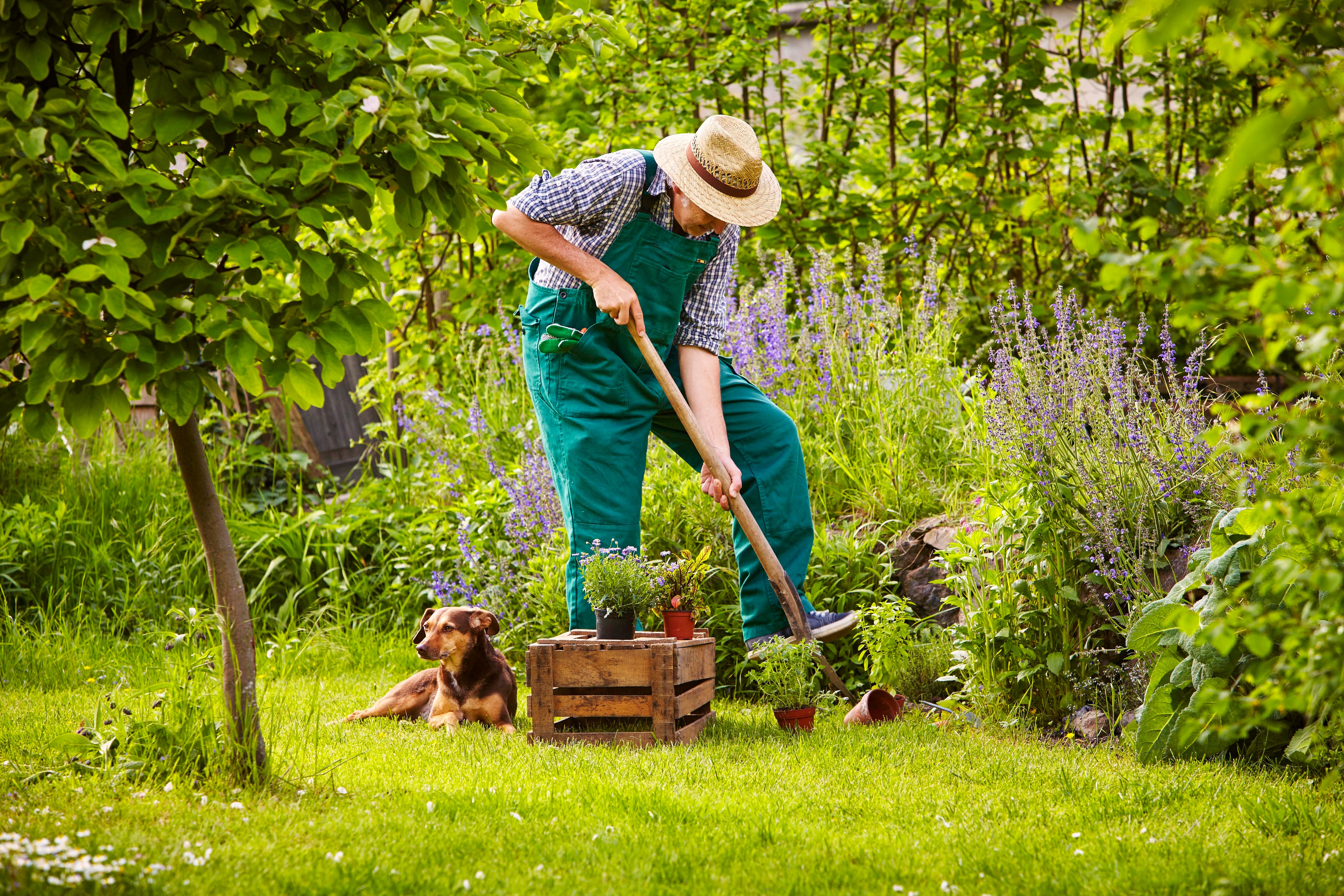 Jardin Rumbos
jardineria trasplantar limon tomate riego plantas plantar huerta