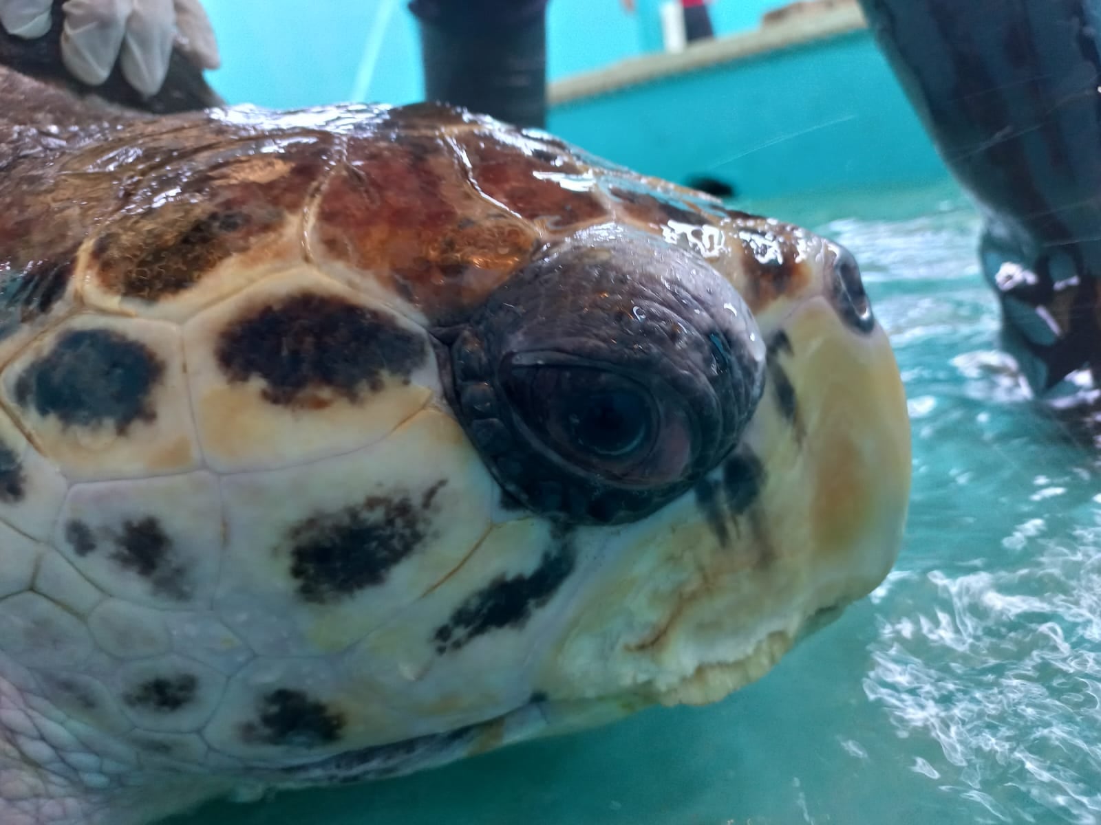 El Tortugo Jorge pasó sus primeros siete días en Mar del Plata con resultados positivos