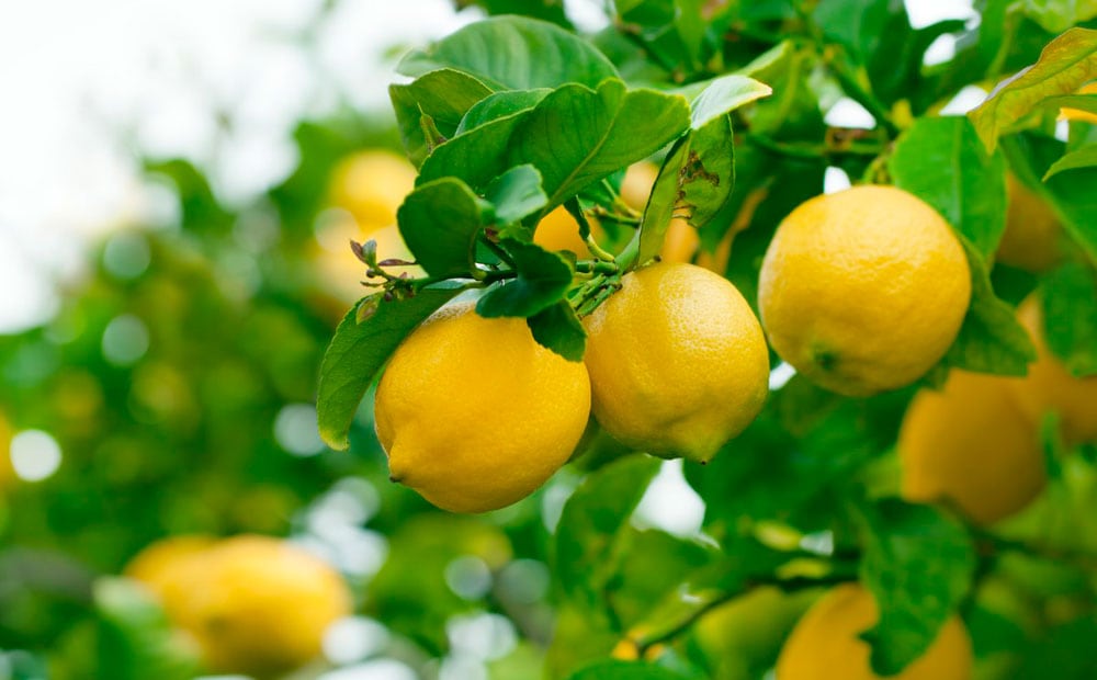 Un limonero nacido de semilla puede no ser igual a su madre, ya proviene del cruzamiento sexual de dos seres. Solo conoceremos su genética a los ocho o nueve años, cuando produzca sus primeros frutos. Foto: 123RF.