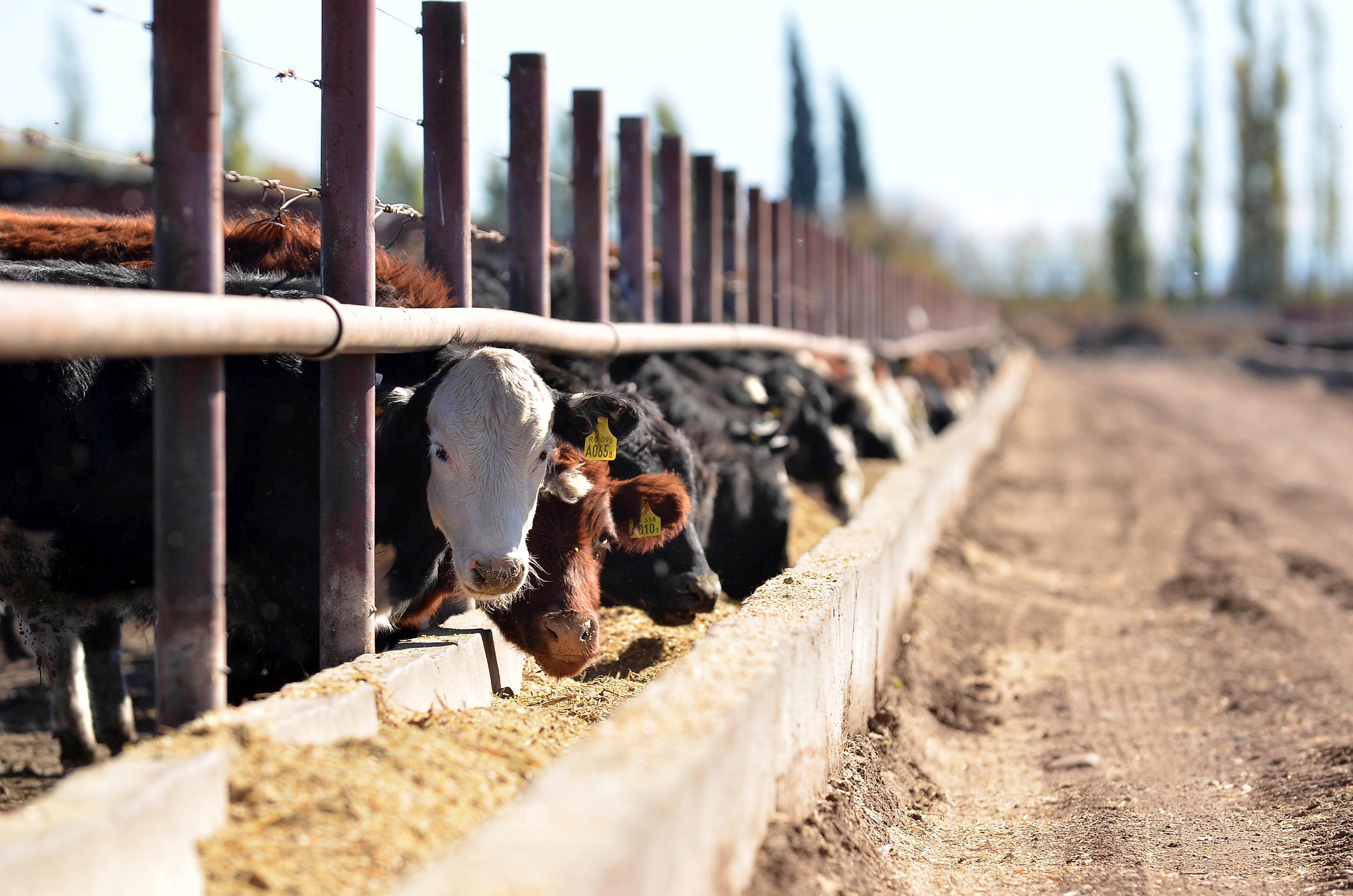 Más allá de los vaivenes, los productores esperan un repunte de precios a fin de año y creen que aún queda mucho margen para crecer.